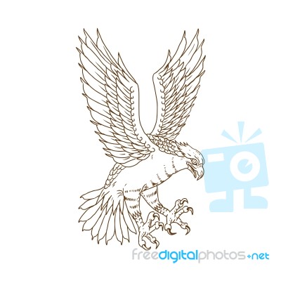 Osprey Swooping Drawing Stock Image