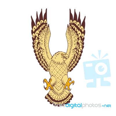 Osprey Swooping Motion Front Drawing Stock Image