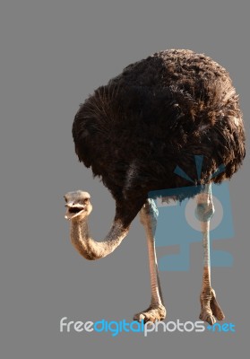 Ostrich Stock Photo