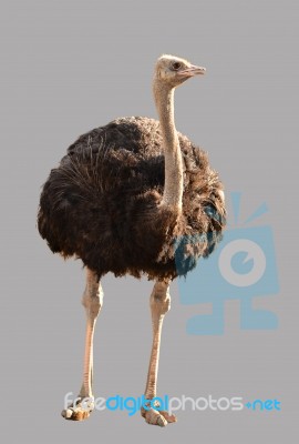 Ostrich Stock Photo