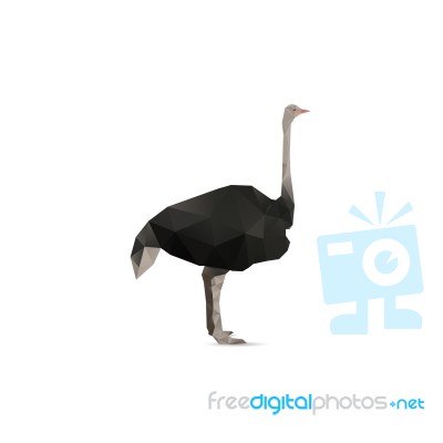 Ostrich Stock Image