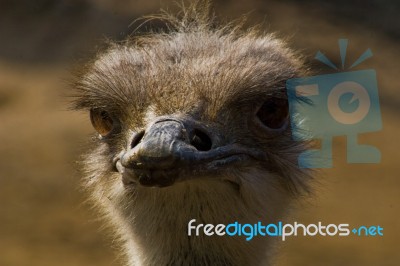 Ostrich Stock Photo