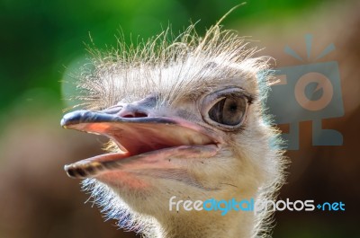 Ostrich Head Stock Photo