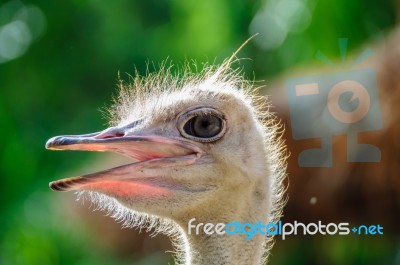 Ostrich Head Stock Photo