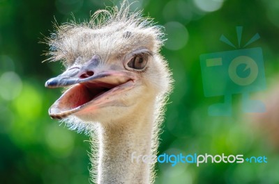 Ostrich Head Stock Photo