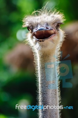 Ostrich Head Stock Photo