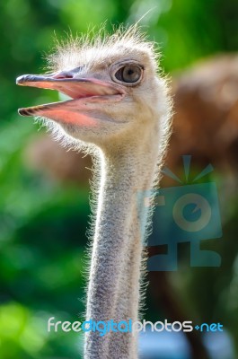 Ostrich Head Stock Photo