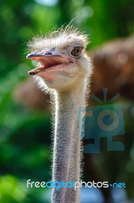 Ostrich Head Stock Photo