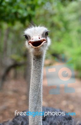 Ostrich Head Stock Photo