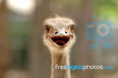 Ostrich Head Stock Photo