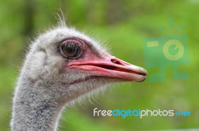 Ostrich Head Stock Photo