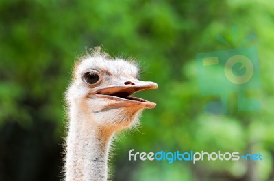  Ostrich Head Stock Photo