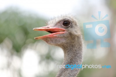 Ostrich Head Close Up Stock Photo