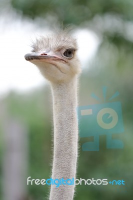 Ostrich Head Vertical Stock Photo