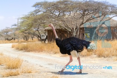 Ostrich In National Park In Ethiopia Stock Photo