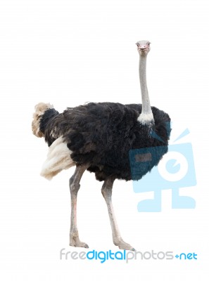 Ostrich Isolated Stock Photo