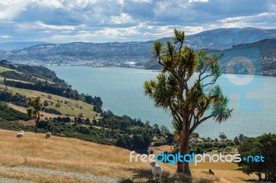 Otago Peninsula Stock Photo