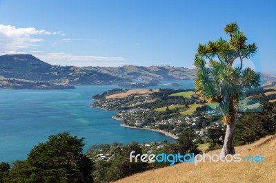 Otago Peninsula Stock Photo