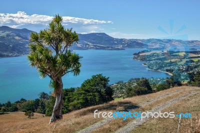 Otago Peninsula Stock Photo