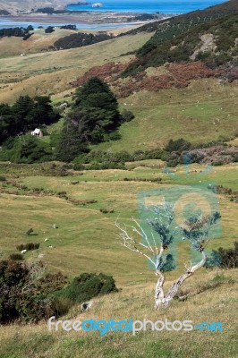 Otago Peninsula Stock Photo