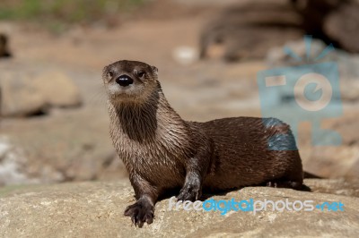 Otter Stock Photo