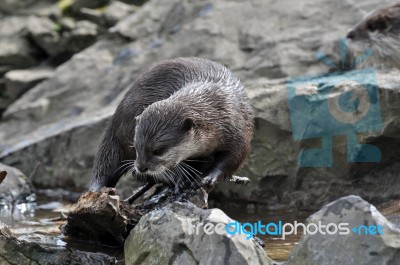 Otter Stock Photo