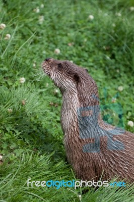 Otter At The British Wildlife Centre Stock Photo