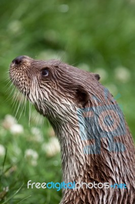 Otter At The British Wildlife Centre Stock Photo