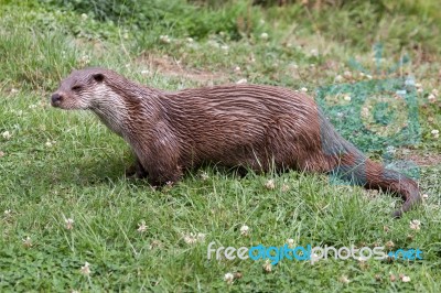 Otter At The British Wildlife Centre Stock Photo