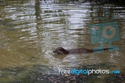 Otter At The British Wildlife Centre Stock Photo