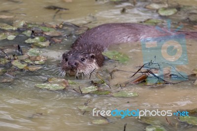 Otter Swimming Stock Photo