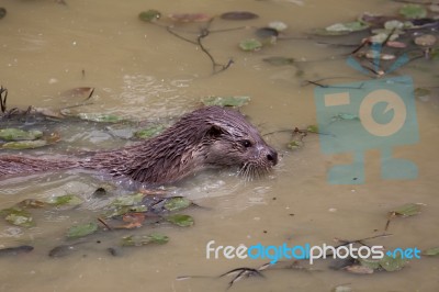 Otter Swimming Stock Photo