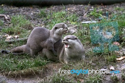 Otters Stock Photo