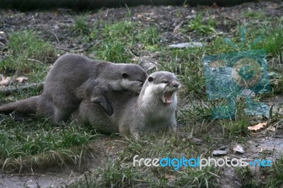 Otters Stock Photo