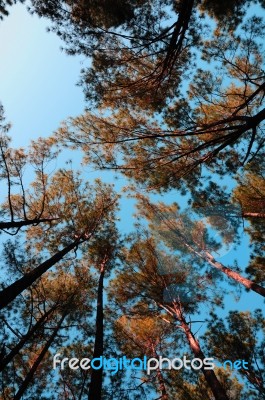 Outstretched Forests Stock Photo