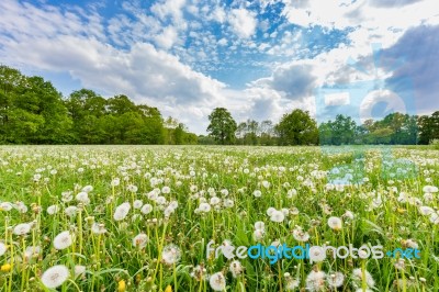 Overblown Dandelions In Meadow With Blue Sky And Clouds Stock Photo