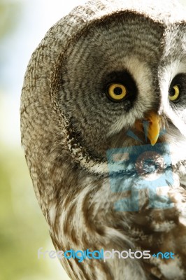 Owl Stock Photo