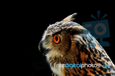 Owl Stock Photo