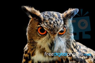 Owl Stock Photo