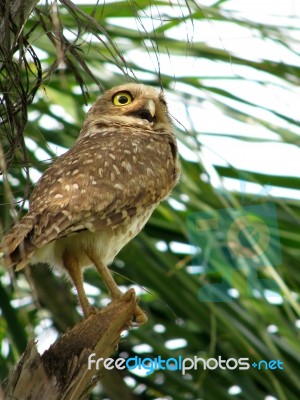 Owl Stock Photo