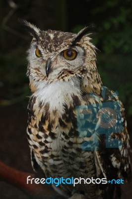 Owl Stock Photo