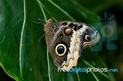 Owl Buterfly Stock Photo