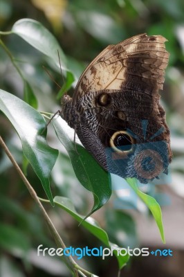 Owl Butterfly (caligo Memnon) Stock Photo