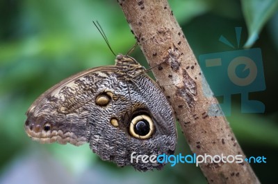 Owl Butterfly (caligo Memnon).jpg Stock Photo