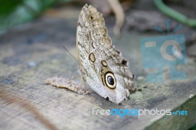 Owl Butterfly Caligo Ready To Eat Stock Photo