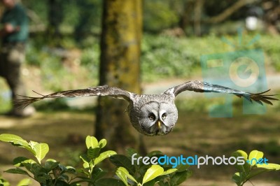 Owl In Flight Stock Photo