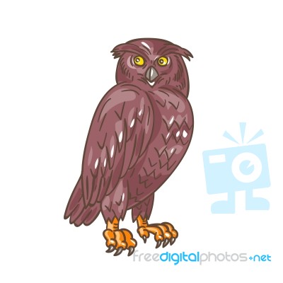 Owl Observing Looking Drawing Stock Image