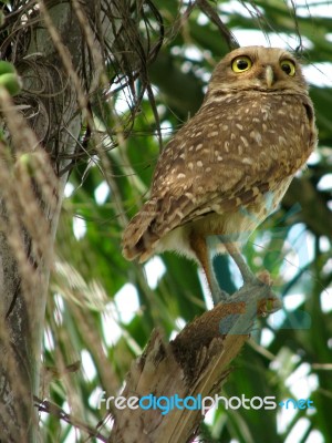 Owl - Speotyto Cunicularia Stock Photo