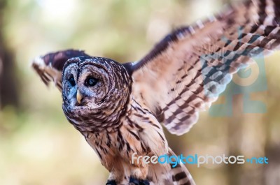 Owls Are The Order Stock Photo