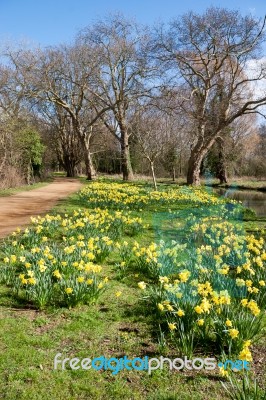 Oxford, Oxfordshire/uk - March 25 : Daffodils In Bloom Along The… Stock Photo